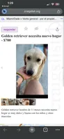 Nala, a female Golden Retriever for sale in Hialeah, FL – 8 of 9