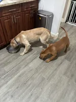 Nala, a female Golden Retriever for sale in Hialeah, FL – 9 of 9