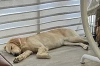 Nala, a female Golden Retriever for sale in Hialeah, FL – 6 of 9