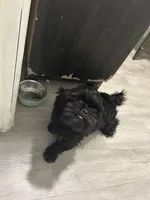 Luna, a female Shih Tzu for sale in Hialeah, FL – 3 of 5