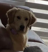 Nala, a female Golden Retriever for sale in Hialeah, FL – 5 of 9