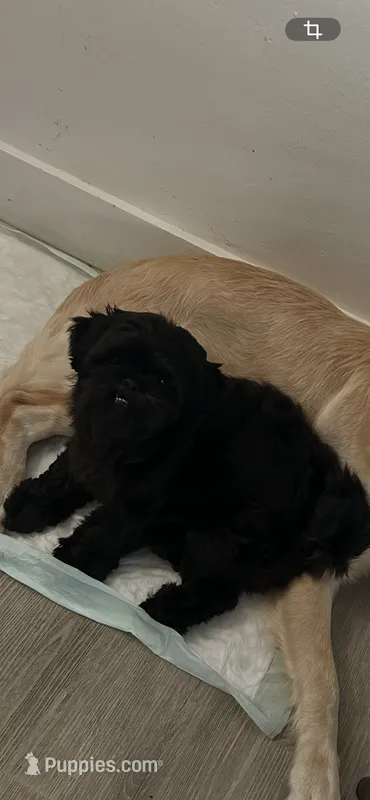 Luna – Shih Tzu puppy for sale in Hialeah, FL