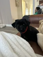 Luna, a female Shih Tzu for sale in Hialeah, FL – Photo 3 of 5