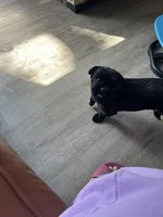 Luna, a female Shih Tzu for sale in Hialeah, FL – Photo 1 of 5