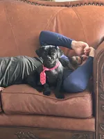 Luna, a female Shih Tzu for sale in Hialeah, FL – Photo 4 of 5