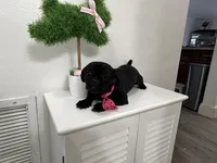 Luna, a female Shih Tzu for sale in Hialeah, FL – Photo 5 of 5