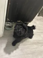 Luna, a female Shih Tzu for sale in Hialeah, FL – 2 of 5
