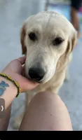 Nala, a female Golden Retriever for sale in Hialeah, FL – 7 of 9