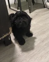 Luna, a female Shih Tzu for sale in Hialeah, FL – 4 of 5