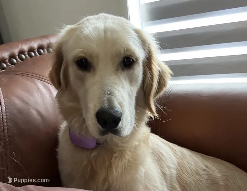 Nala – Golden Retriever puppy for sale in Hialeah, FL