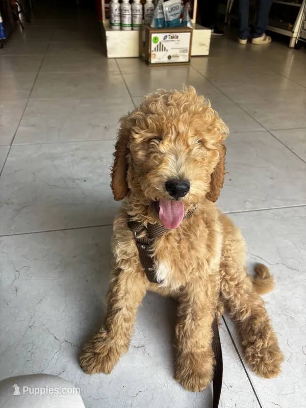Bambi – Goldendoodle puppy for sale in Milwaukee, WI