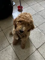 Bambi, a male Goldendoodle for sale in Milwaukee, WI – 2 of 2