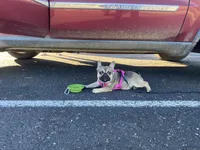Gordita, a female French Bulldog for sale in Sioux Falls, SD – 5 of 7