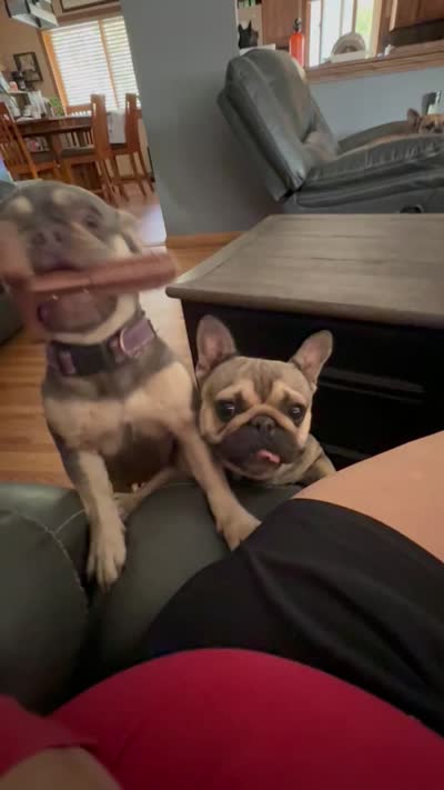 Nala, a female French Bulldog for sale in Sioux Falls, SD – 3 of 4