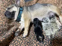 Gordita, a female French Bulldog for sale in Sioux Falls, SD – 4 of 7