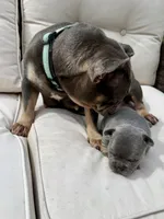 Dolly, a female French Bulldog for sale in Sioux Falls, SD – 3 of 4