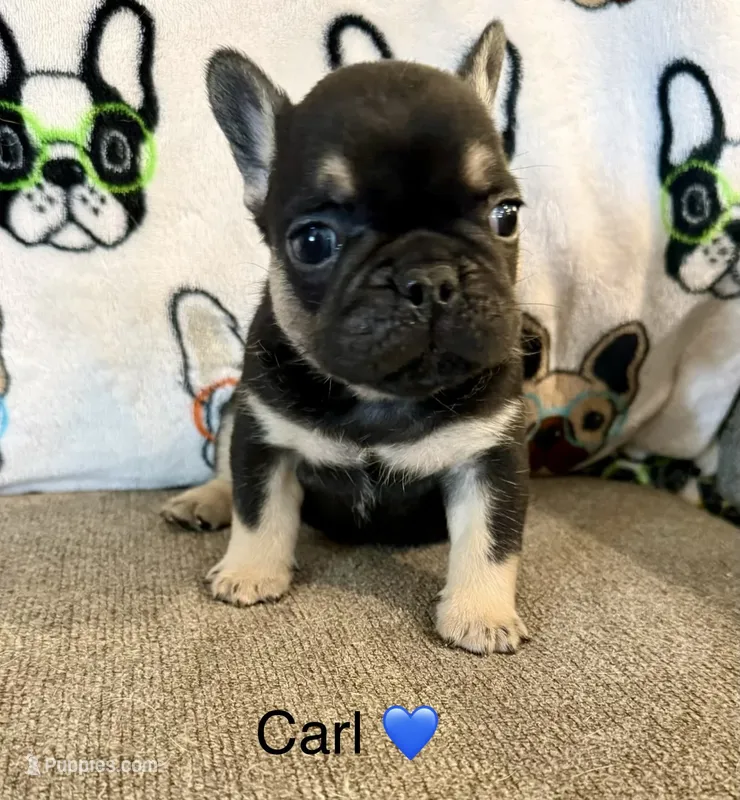 Carl – French Bulldog puppy for sale in Sioux Falls, SD