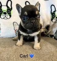 Carl, a male French Bulldog for sale in Sioux Falls, SD – 1 of 2