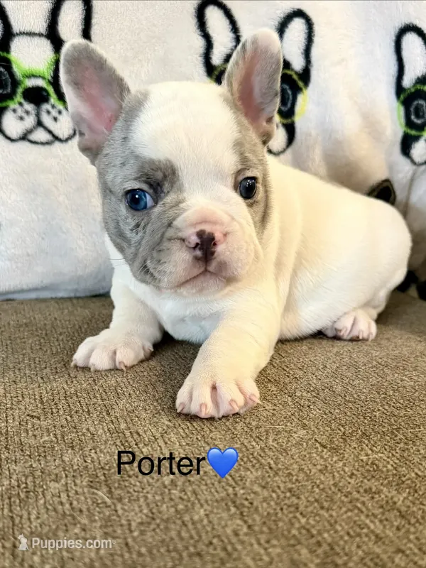 Porter – French Bulldog puppy for sale in Sioux Falls, SD