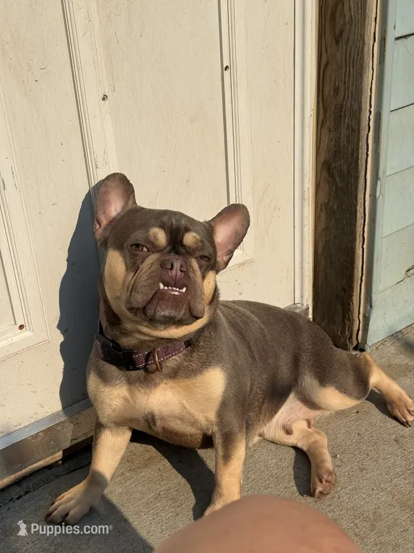 Nala – French Bulldog puppy for sale in Sioux Falls, SD