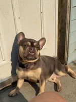 Nala, a female French Bulldog for sale in Sioux Falls, SD – 1 of 4