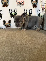 Dolly, a female French Bulldog for sale in Sioux Falls, SD – 4 of 4