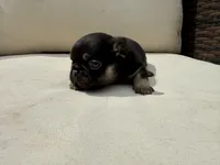 Carl, a male French Bulldog for sale in Sioux Falls, SD – 2 of 2