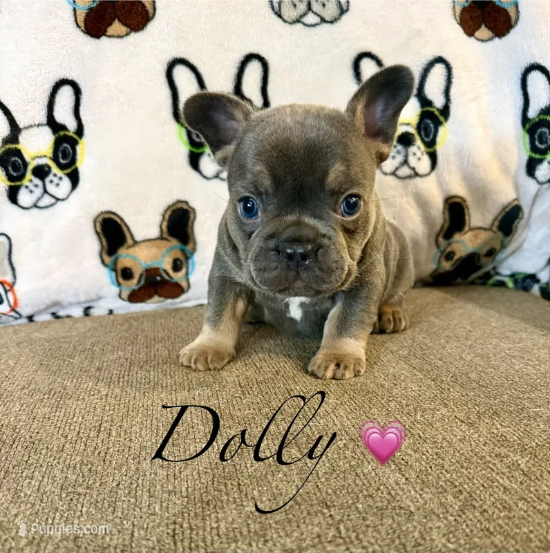 Dolly – French Bulldog puppy for sale in Sioux Falls, SD