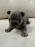 Dolly, a female French Bulldog for sale in Sioux Falls, SD – 2 of 4