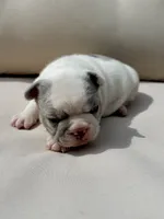 Porter, a male French Bulldog for sale in Sioux Falls, SD – 2 of 2