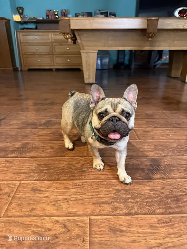 Gordita – French Bulldog puppy for sale in Sioux Falls, SD