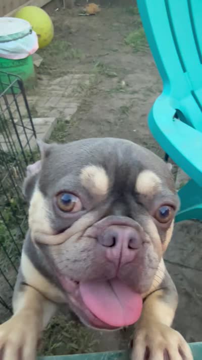 Nala, a female French Bulldog for sale in Sioux Falls, SD – 4 of 4