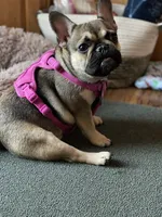 Gordita, a female French Bulldog for sale in Sioux Falls, SD – 3 of 7