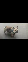 Gordita, a female French Bulldog for sale in Sioux Falls, SD – 2 of 7