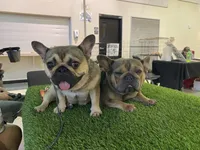 Gordita, a female French Bulldog for sale in Sioux Falls, SD – 6 of 7