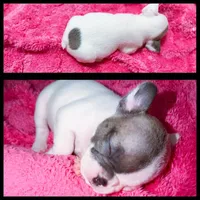 Face, a female French Bulldog for sale in Baltimore, MD – 2 of 5