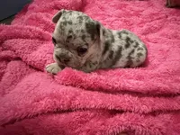 Kacen , a male French Bulldog for sale in Baltimore, MD – 3 of 3