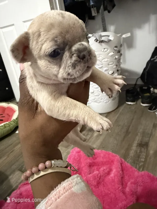Riah  – French Bulldog puppy for sale in Baltimore, MD