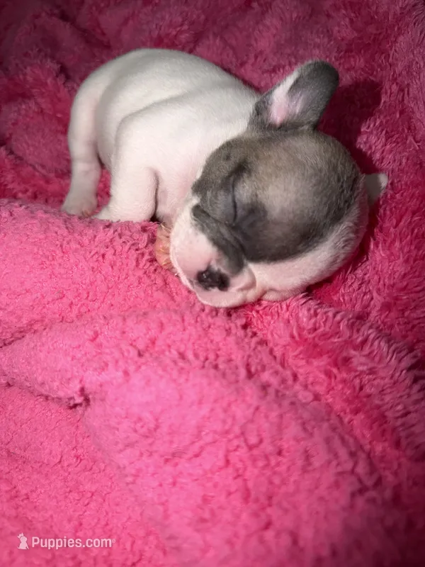 Face – French Bulldog puppy for sale in Baltimore, MD