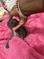Blake, a male French Bulldog for sale in Baltimore, MD – 3 of 3