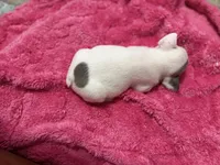 Face, a female French Bulldog for sale in Baltimore, MD – 5 of 5