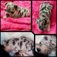Kacen , a male French Bulldog for sale in Baltimore, MD – 2 of 3