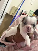 Piglet, a female French Bulldog for sale in Baltimore, MD – 1 of 4