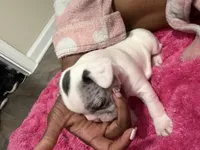 Piglet, a female French Bulldog for sale in Baltimore, MD – 3 of 4