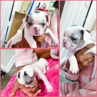 Piglet, a female French Bulldog for sale in Baltimore, MD – 2 of 4