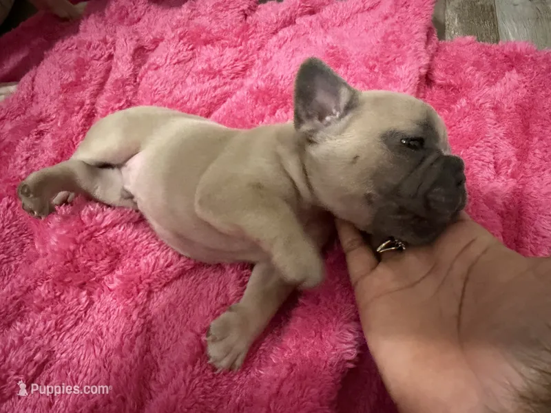 Bear – French Bulldog puppy for sale in Baltimore, MD
