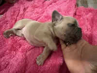 Bear, a male French Bulldog for sale in Baltimore, MD – 1 of 3