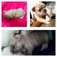 Riah , a female French Bulldog for sale in Baltimore, MD – 2 of 3