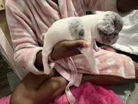 Zoey, a female French Bulldog for sale in Baltimore, MD – 2 of 2