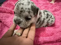 Kacen , a male French Bulldog for sale in Baltimore, MD – 1 of 3